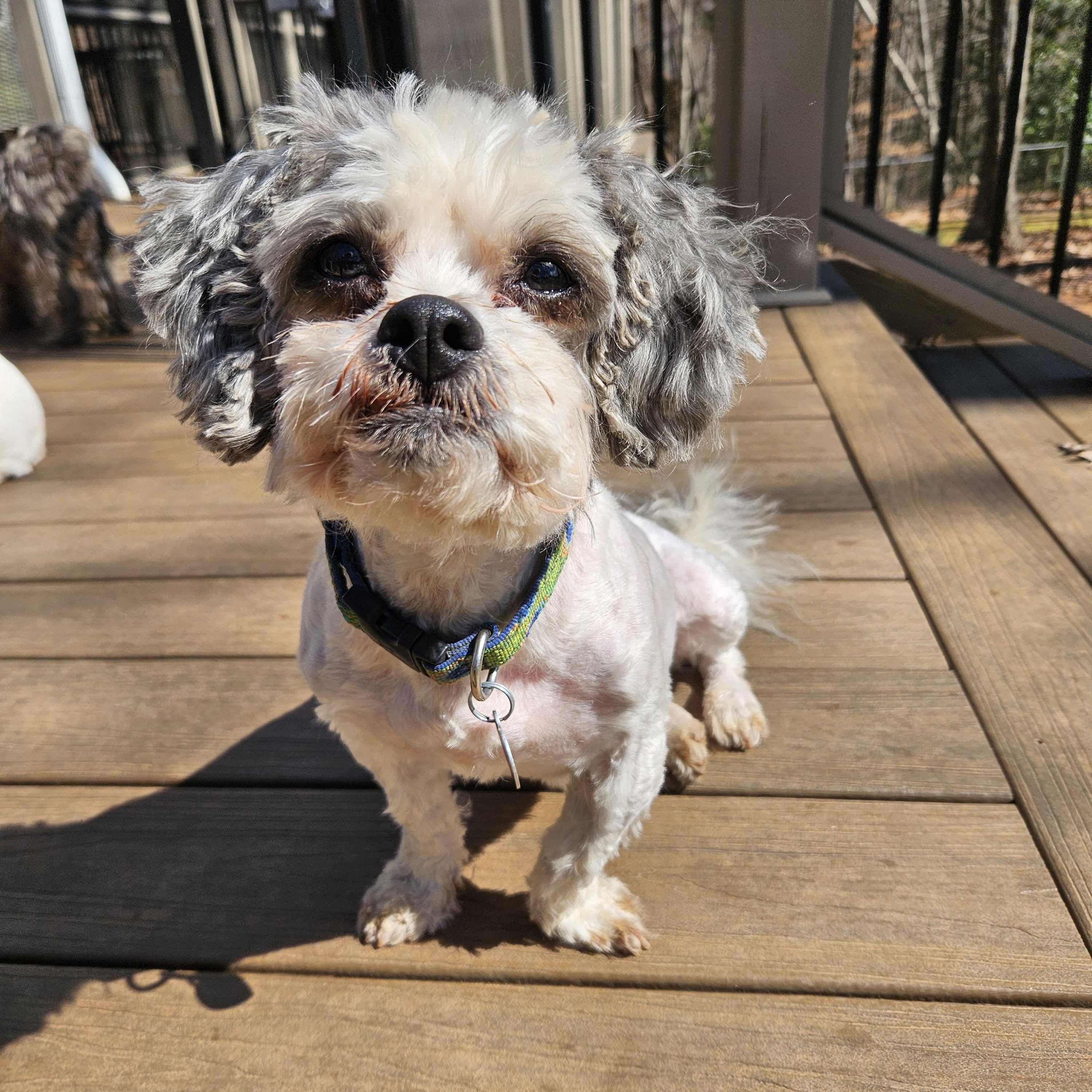 Orion, a Adoptable mixed breed in Raleigh, NC image 3/3