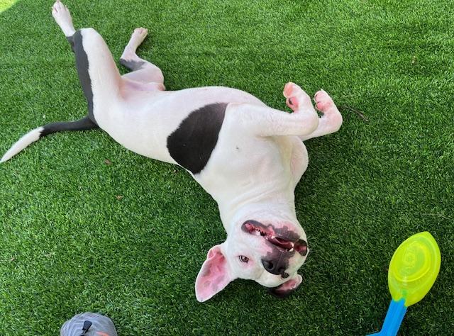 Enlarge Clyde, a Adopted Staffordshire Bull Terrier in Pompano Beach, FL image 2/4