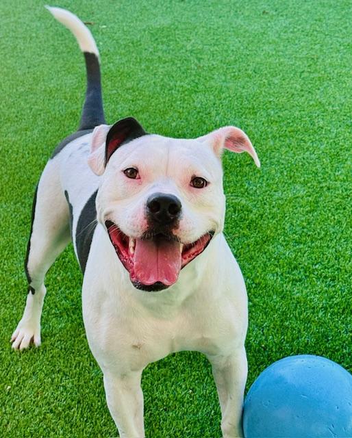 Clyde, Adopted, Young Male Staffordshire Bull Terrier.