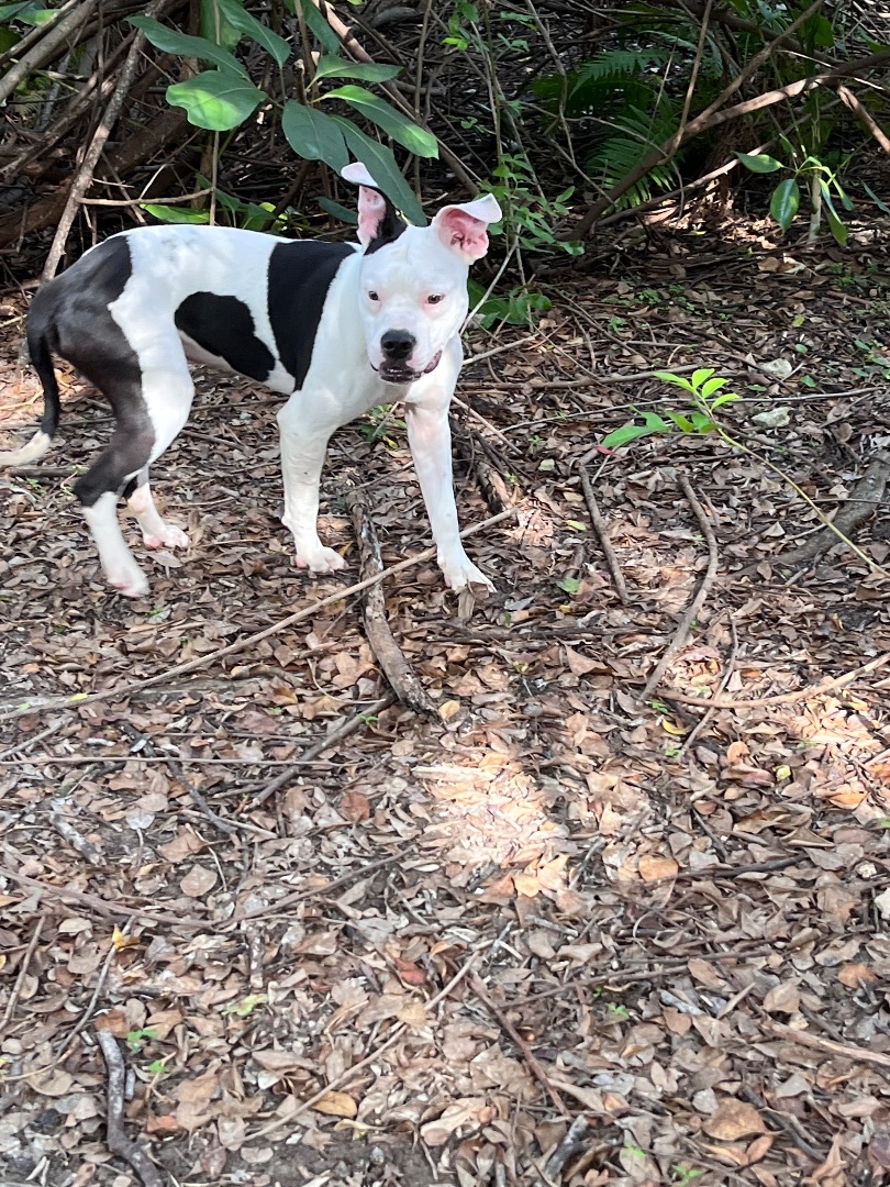 Enlarge Clyde, a Adopted Staffordshire Bull Terrier in Pompano Beach, FL image 4/4