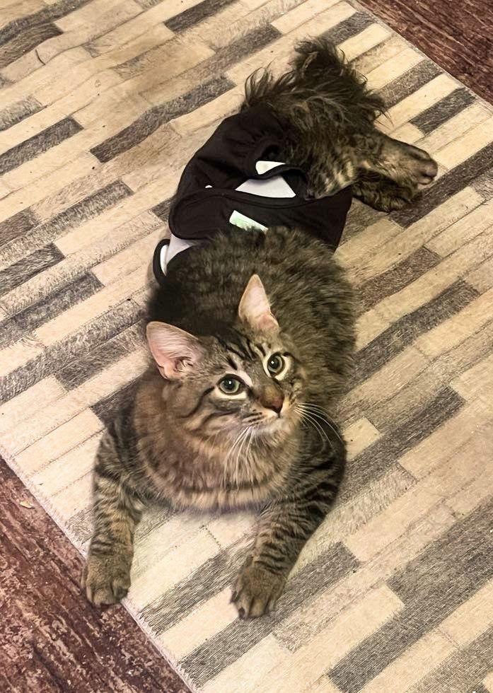 Scooter YOUNG SPECIAL NEEDS KITTY, Adoptable, Young Male Domestic Long Hair.