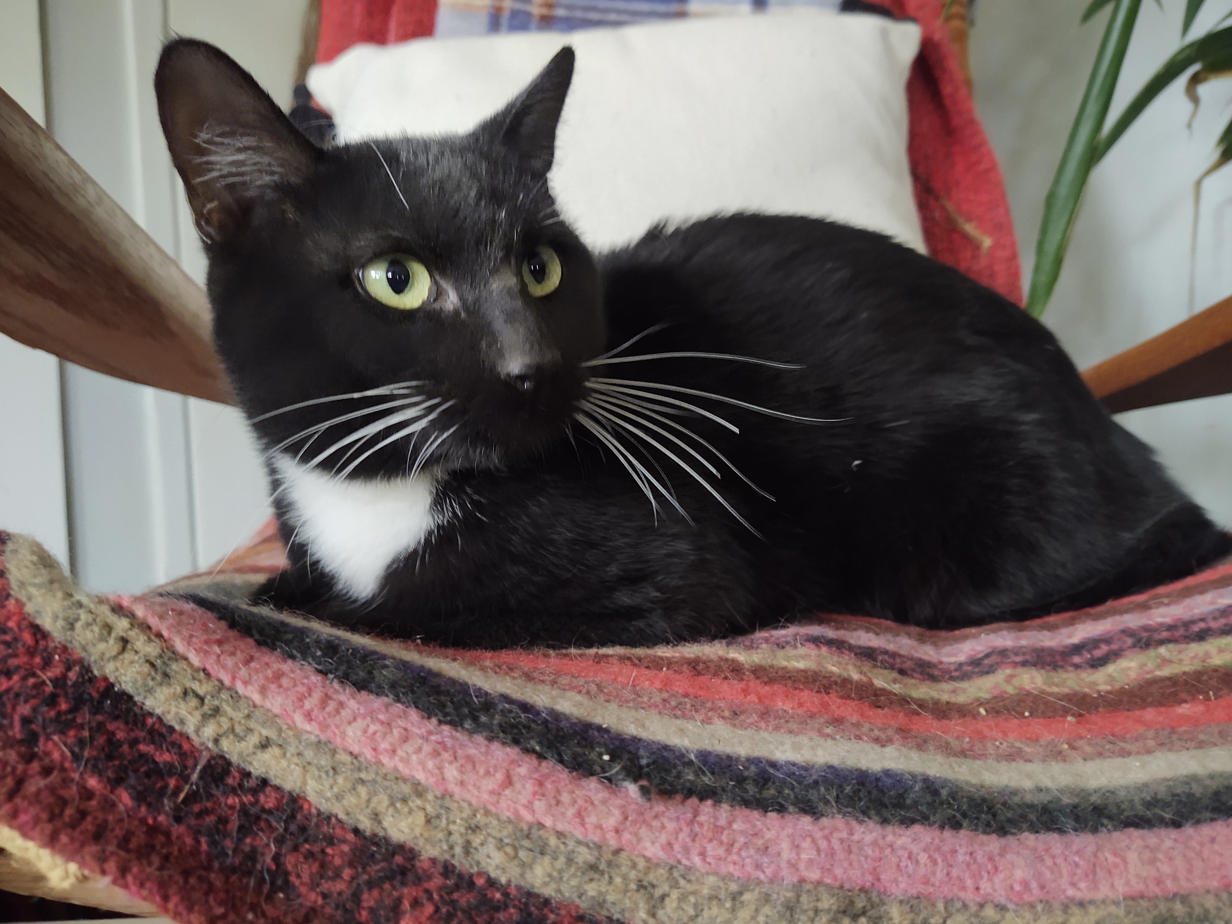 Cat for adoption Black Jack, an American Shorthair in Fordland, MO