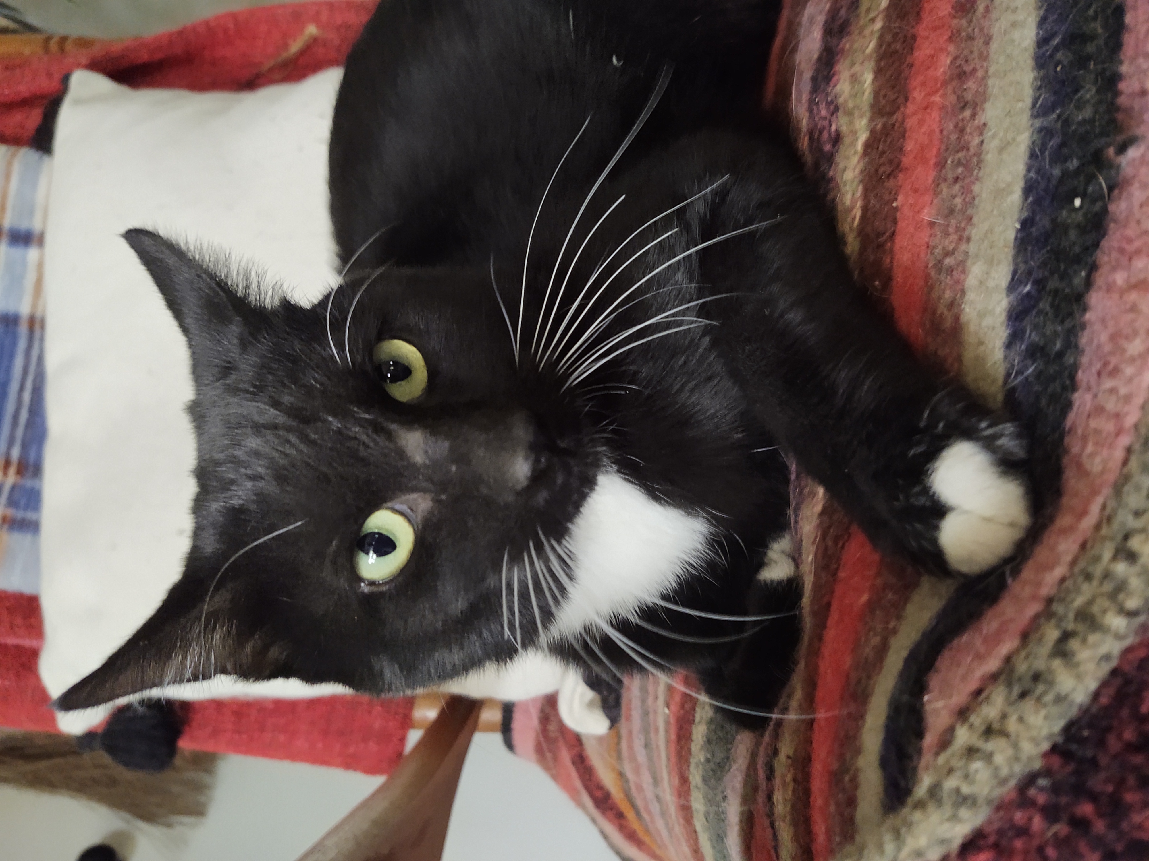 Cat for adoption Black Jack, an American Shorthair in Fordland, MO