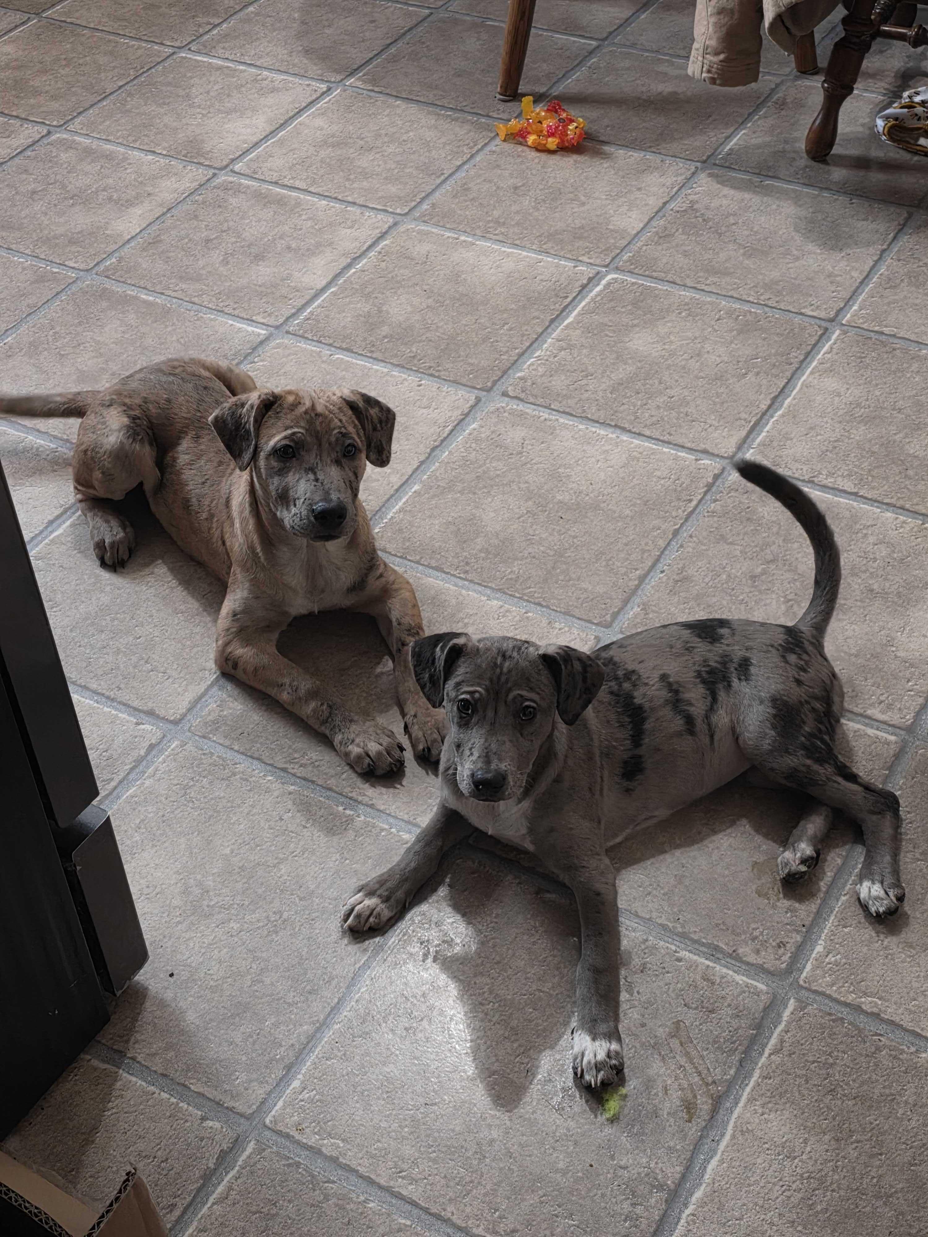 Enlarge Cassie, a ADOPTABLE Mixed Breed in Cedar Rapids, IA image 5/6