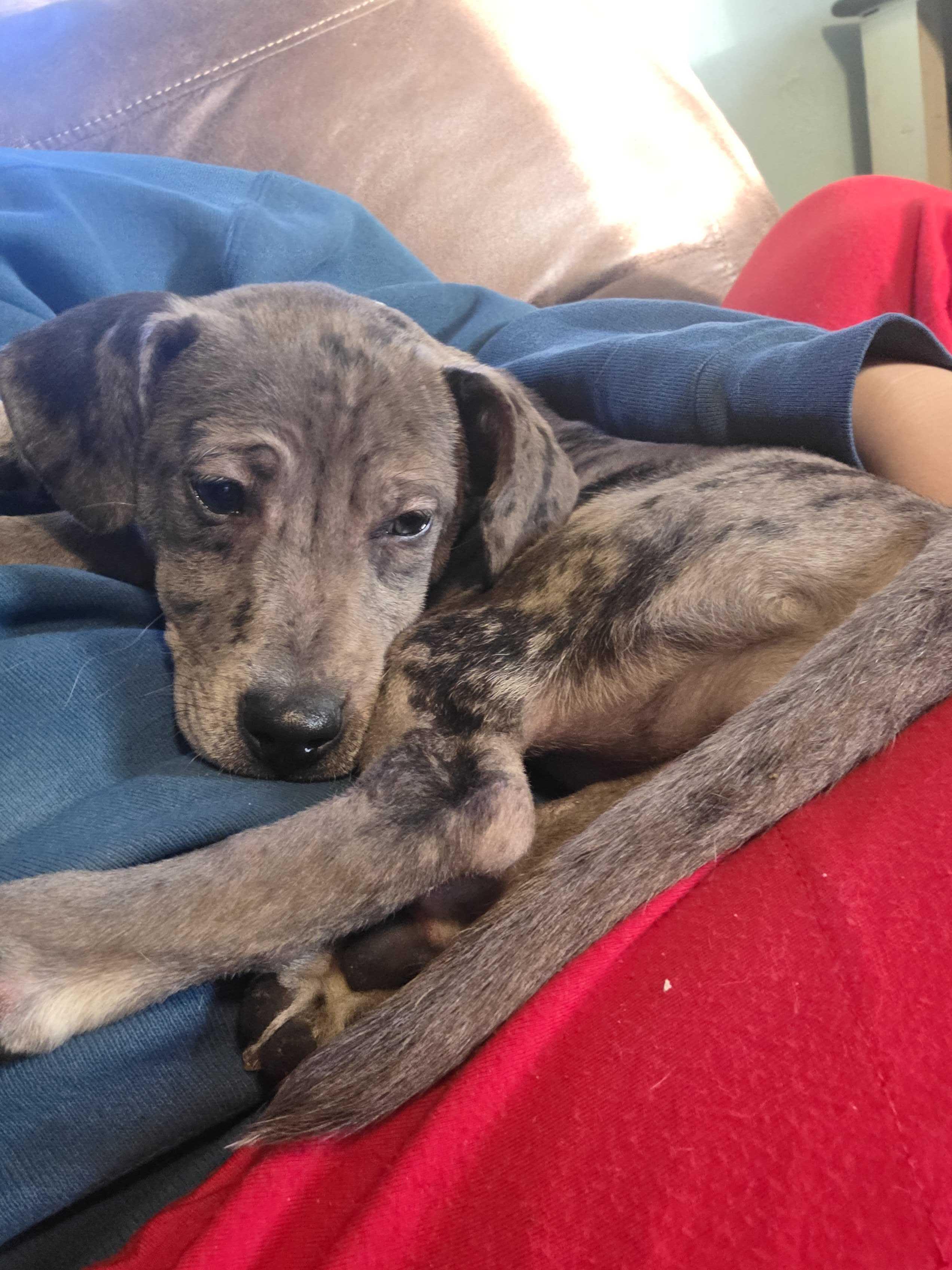 Enlarge Cassie, a ADOPTABLE Mixed Breed in Cedar Rapids, IA image 3/6