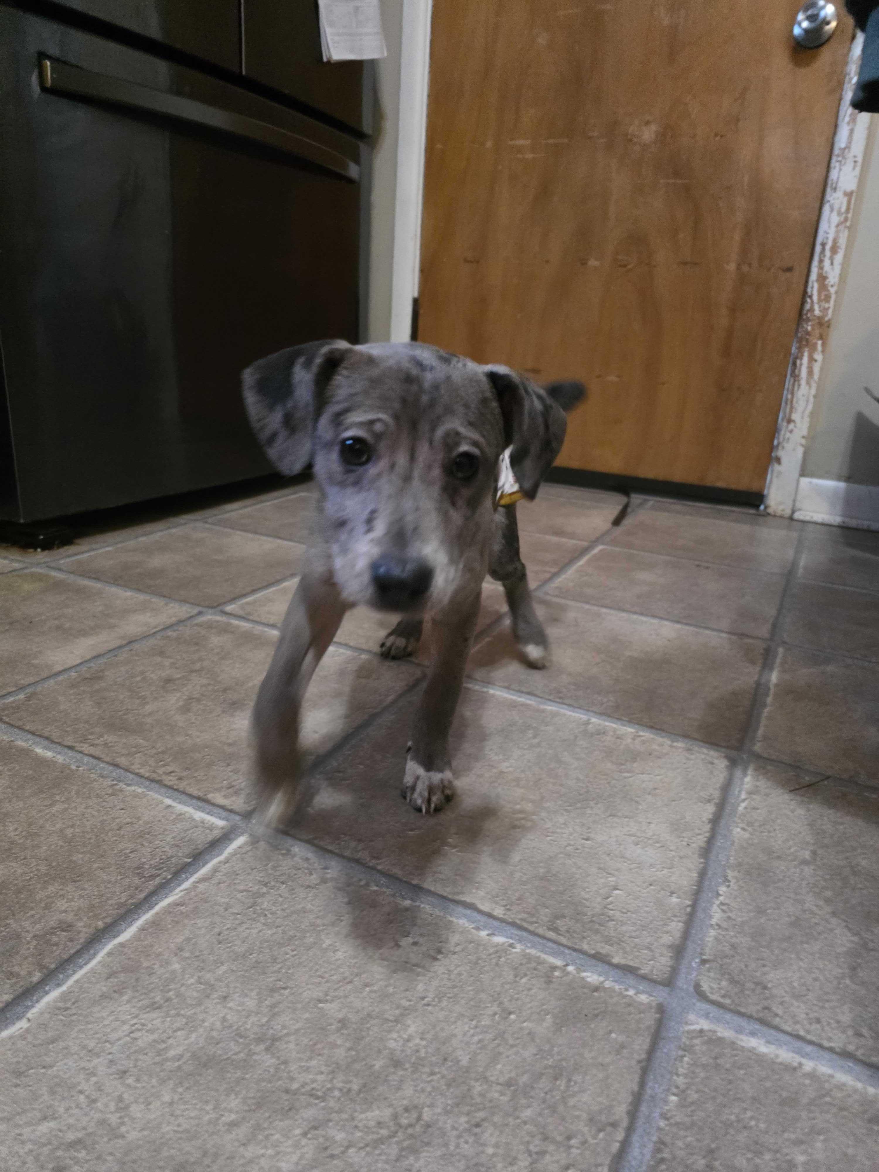 Enlarge Cassie, a ADOPTABLE Mixed Breed in Cedar Rapids, IA image 6/6