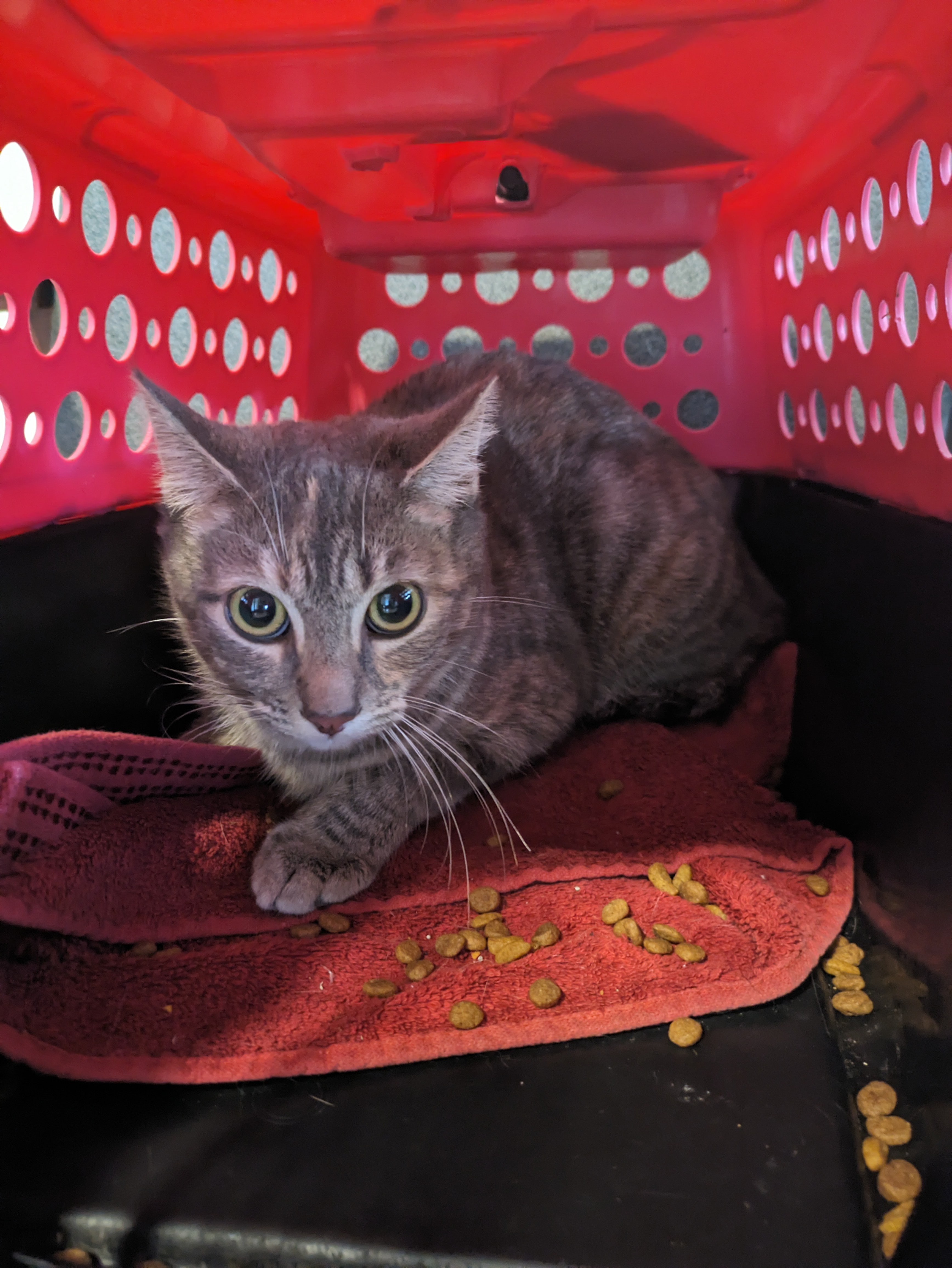 Stella, a Adopted American Shorthair in PEARLAND, TX image 5/5