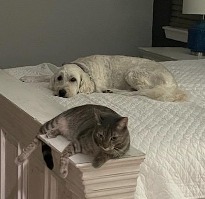 Stella, a Adopted American Shorthair in PEARLAND, TX image 4/5