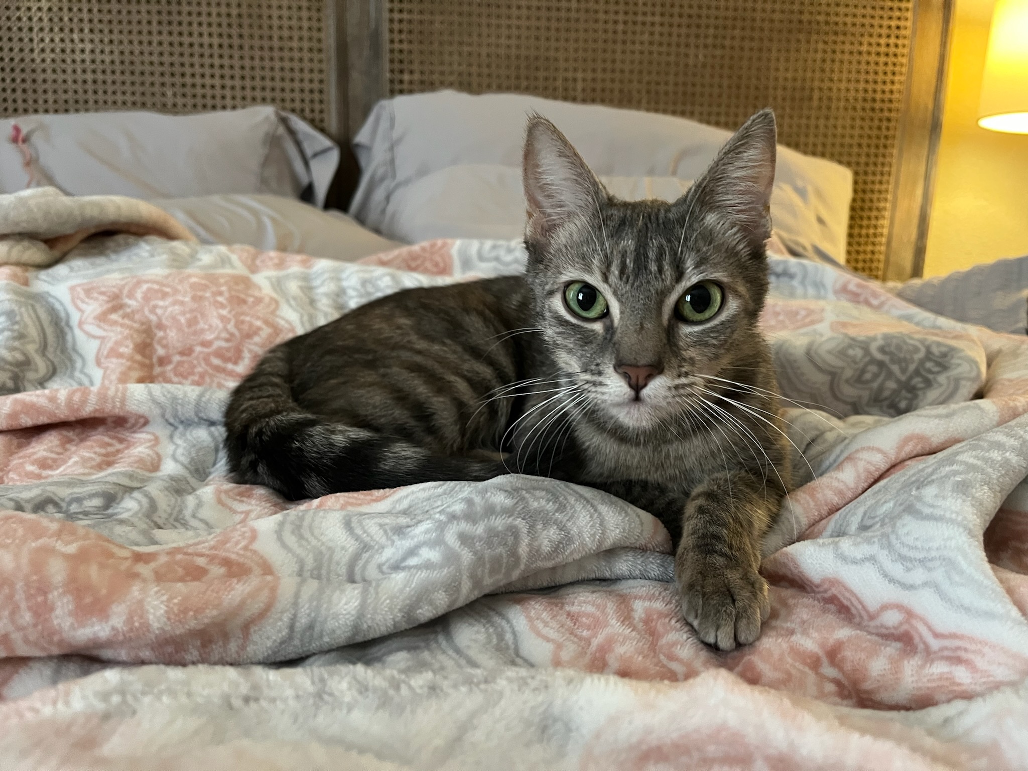 Stella, Adopted, Young Female American Shorthair.