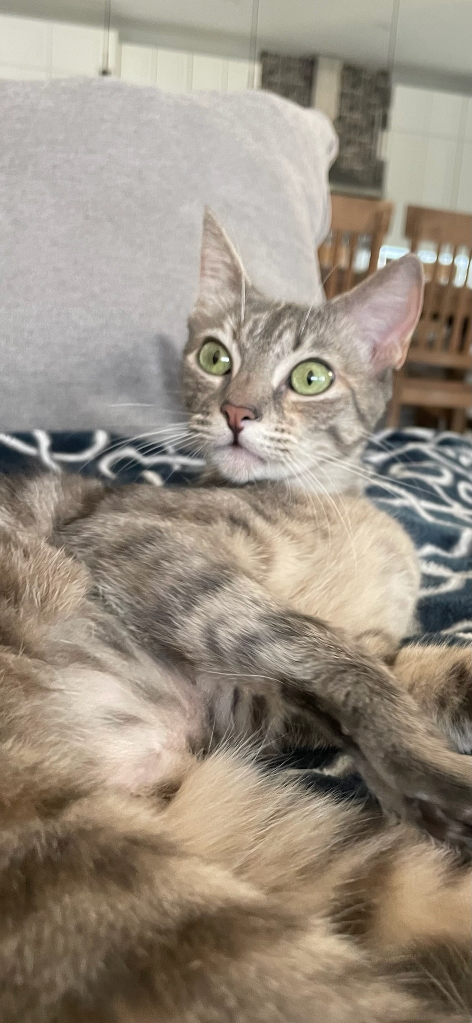 Stella, a Adopted American Shorthair in PEARLAND, TX image 3/5