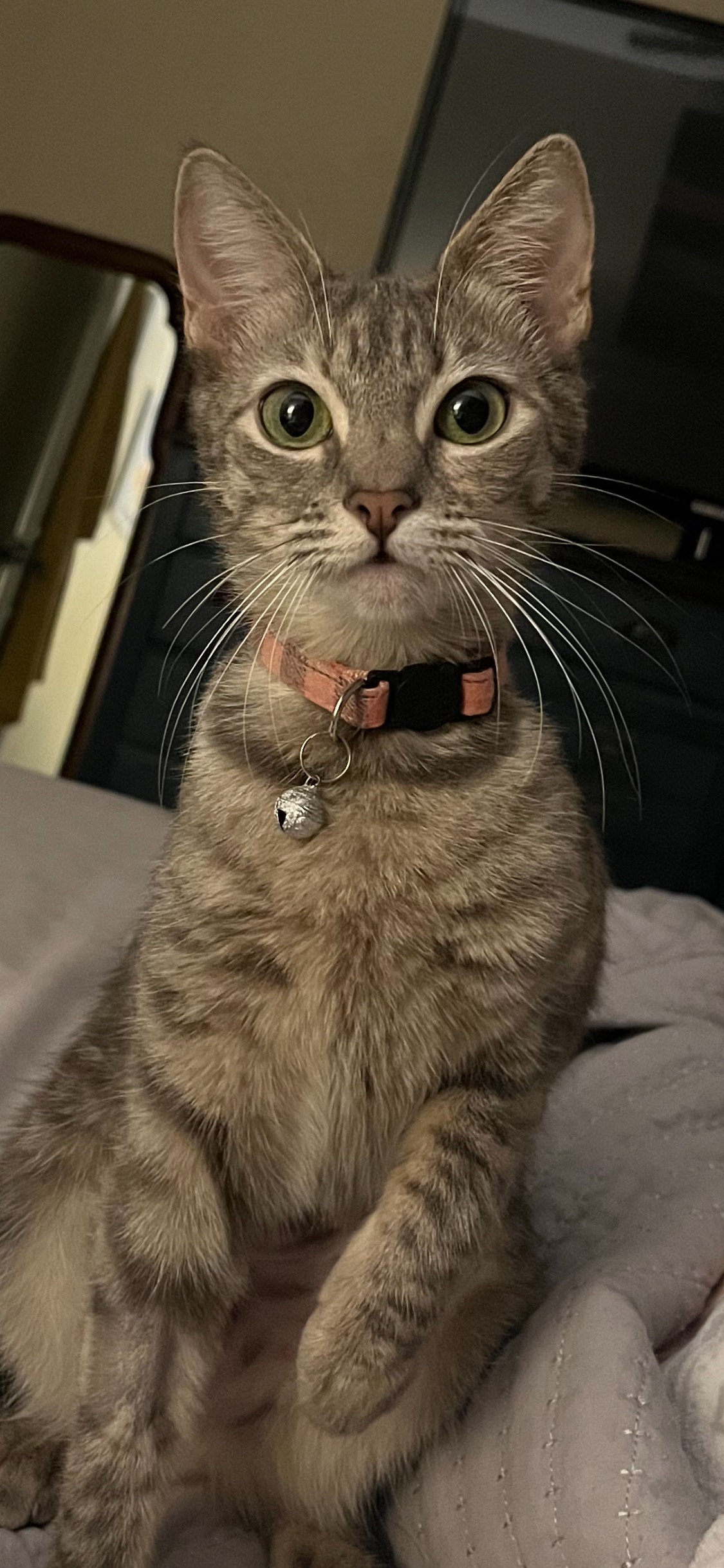 Stella, a Adopted American Shorthair in PEARLAND, TX image 2/5