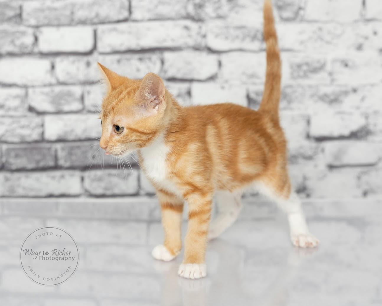 Chedder - Adopted, an adopted mixed breed in Knoxville, TN image 2/6