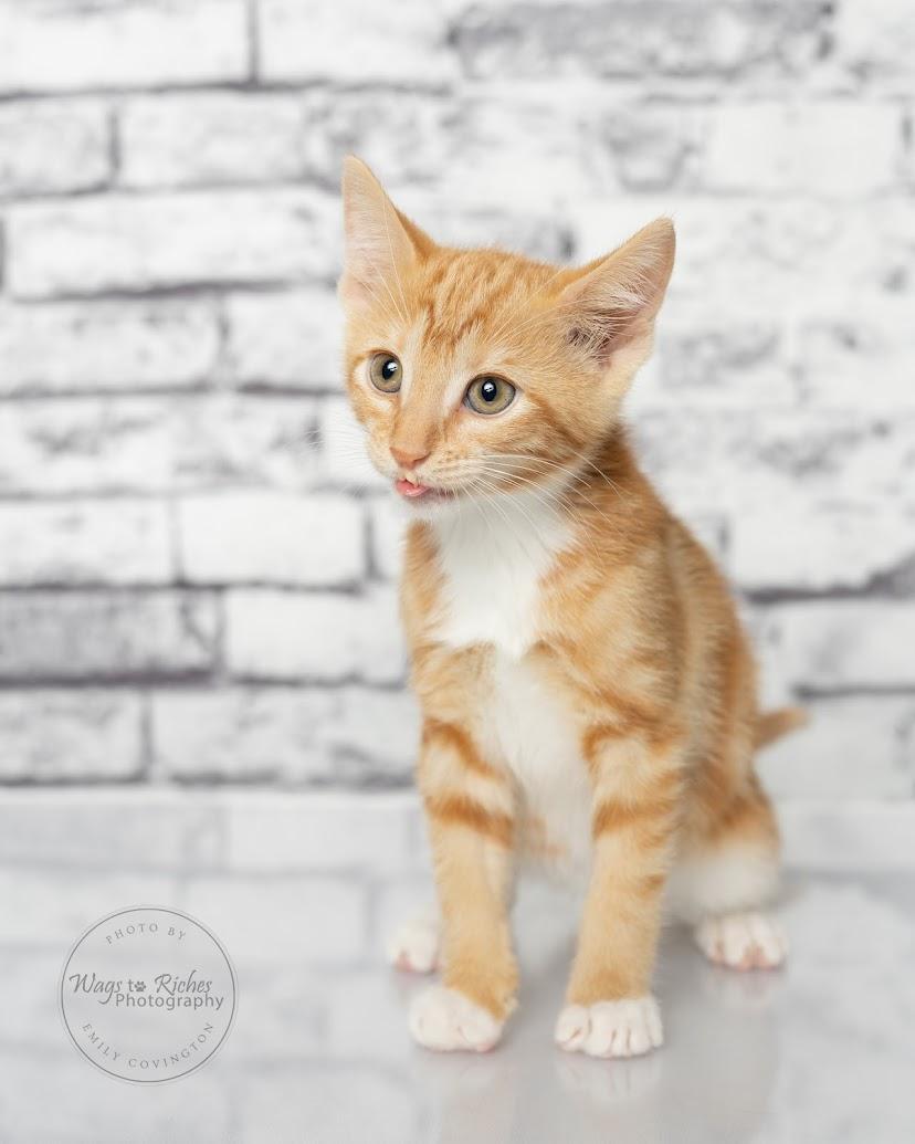 Chedder - Adopted, adopted, Kitten Female Domestic Short Hair & Tabby.