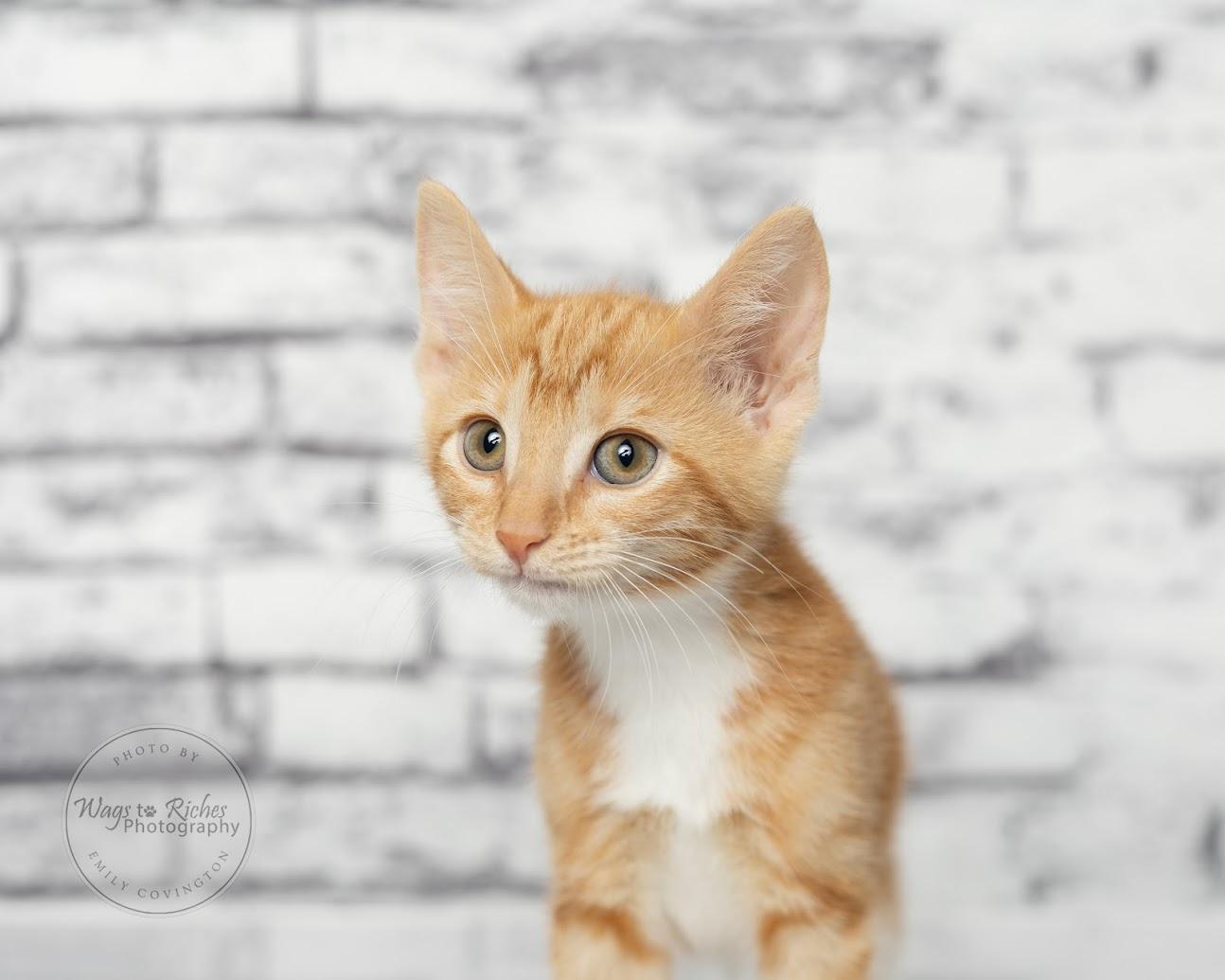 Chedder - Adopted, an adopted mixed breed in Knoxville, TN image 4/6