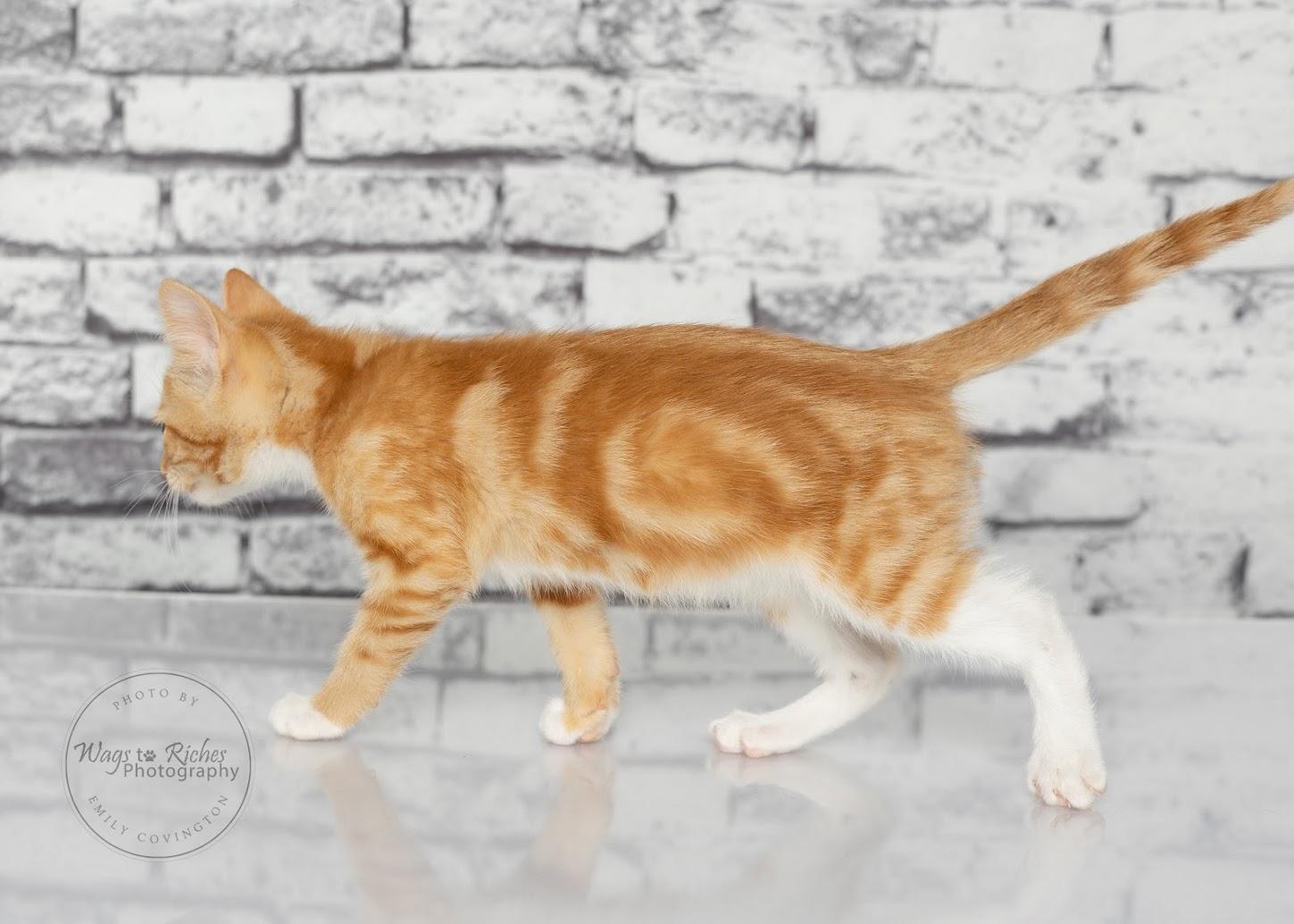 Chedder - Adopted, an adopted mixed breed in Knoxville, TN image 3/6