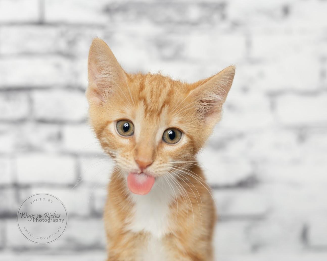 Chedder - Adopted, an adopted mixed breed in Knoxville, TN image 6/6