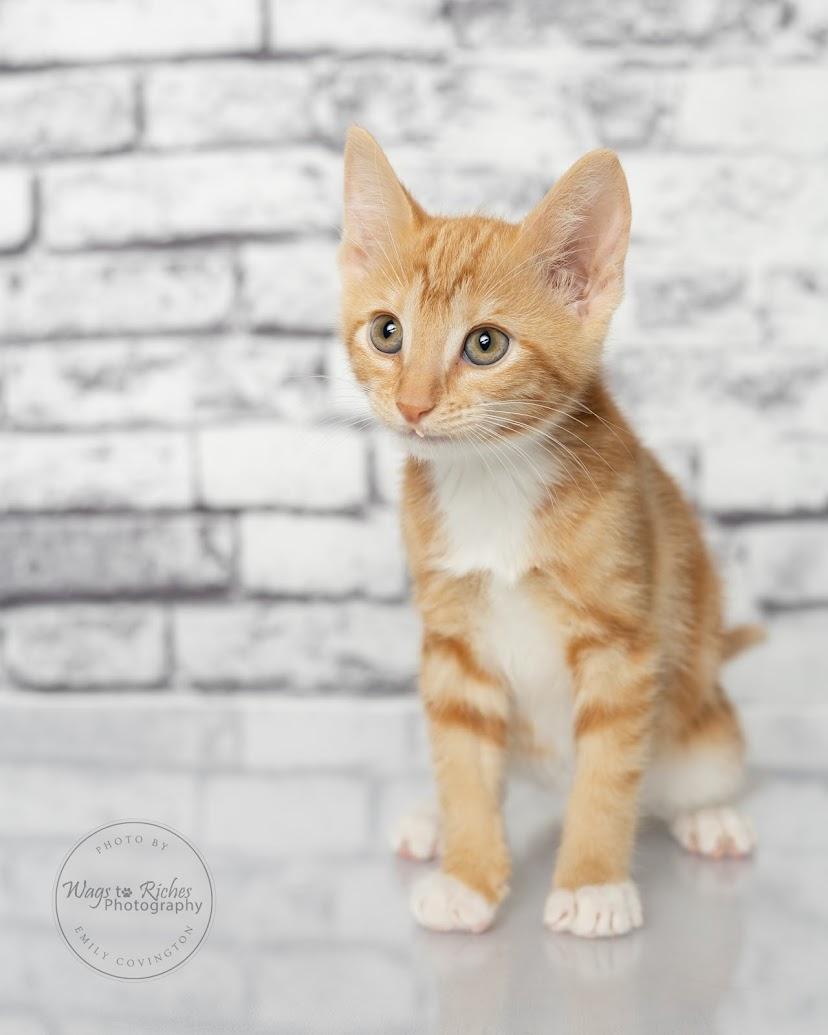 Chedder - Adopted, an adopted mixed breed in Knoxville, TN image 5/6
