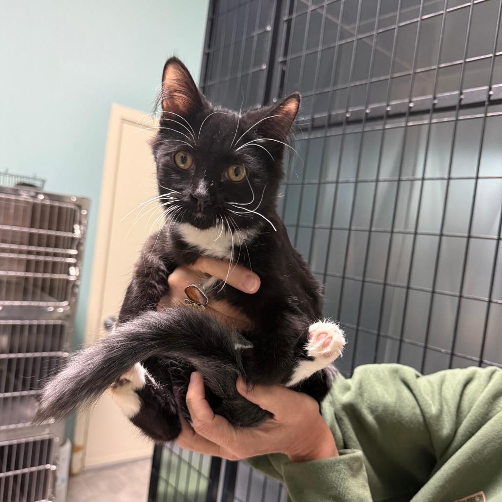 June Bug, Adoptable, Kitten Female Domestic Medium Hair.