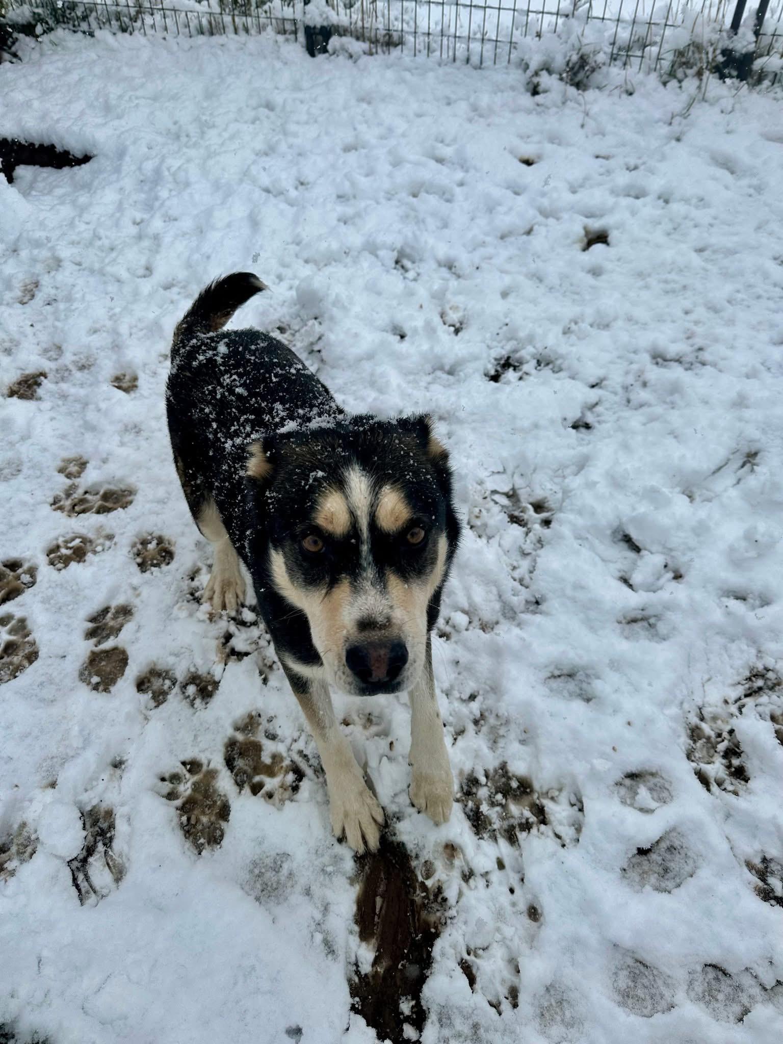 Honey Badger, an adoptable Mixed Breed in Wilsall, MT, 59086 | Photo Image 1