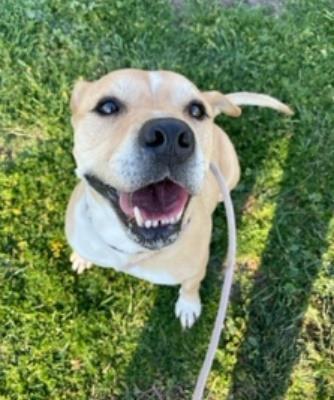 Cain, a Adoptable mixed breed in Santa Paula, CA image 2/4