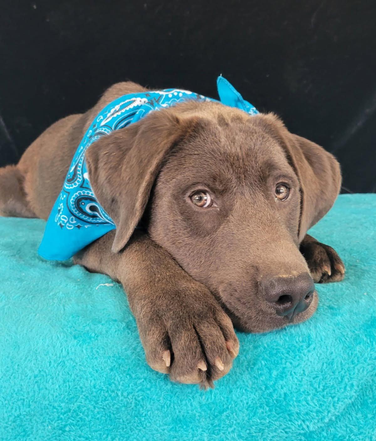 Enlarge Easton aka Moose, a Adopted Chocolate Labrador Retriever in Mount Laurel, NJ image 2/3