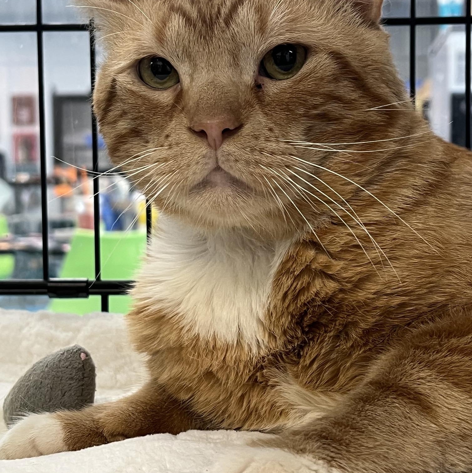 Samuel, an adopted Domestic Short Hair in Johnston, RI image 5/6