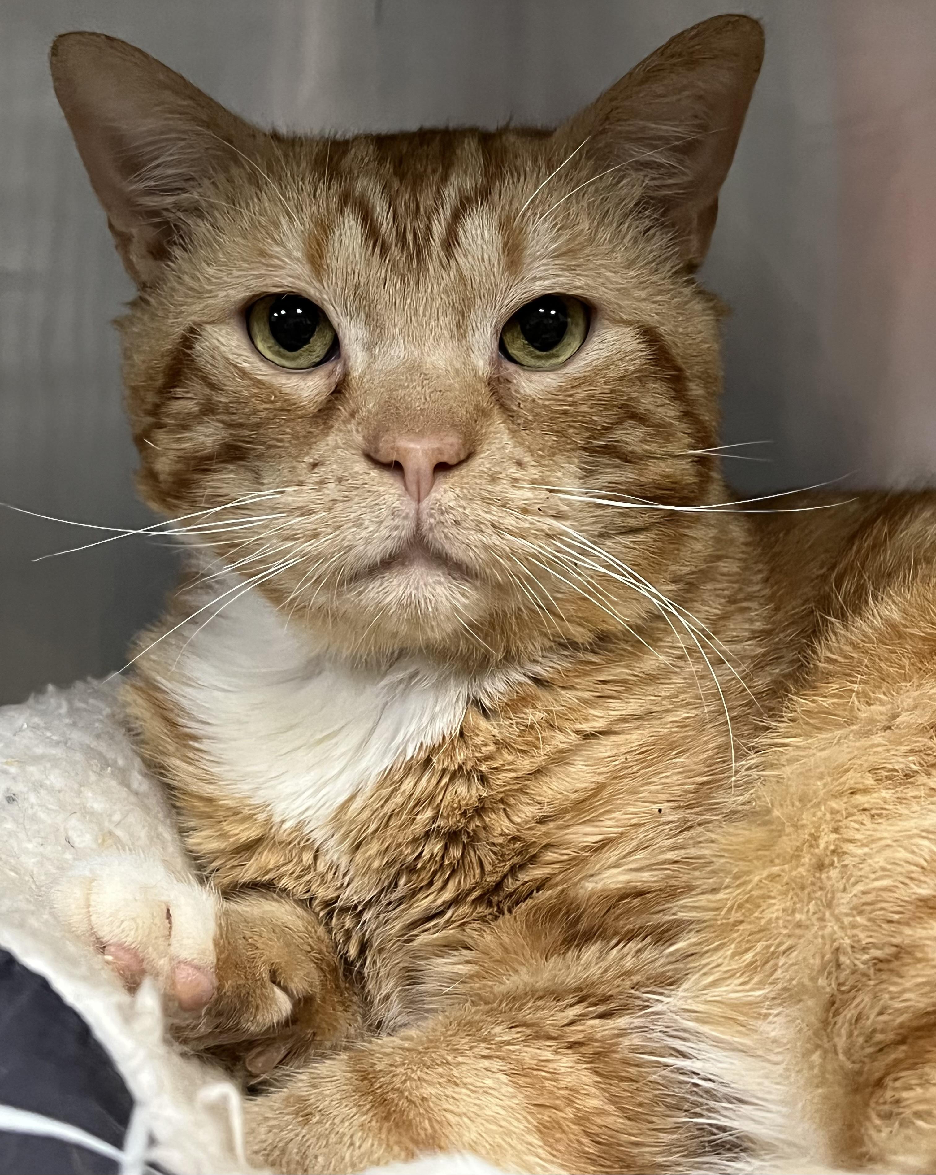 Samuel, adopted, Adult Male Domestic Short Hair.