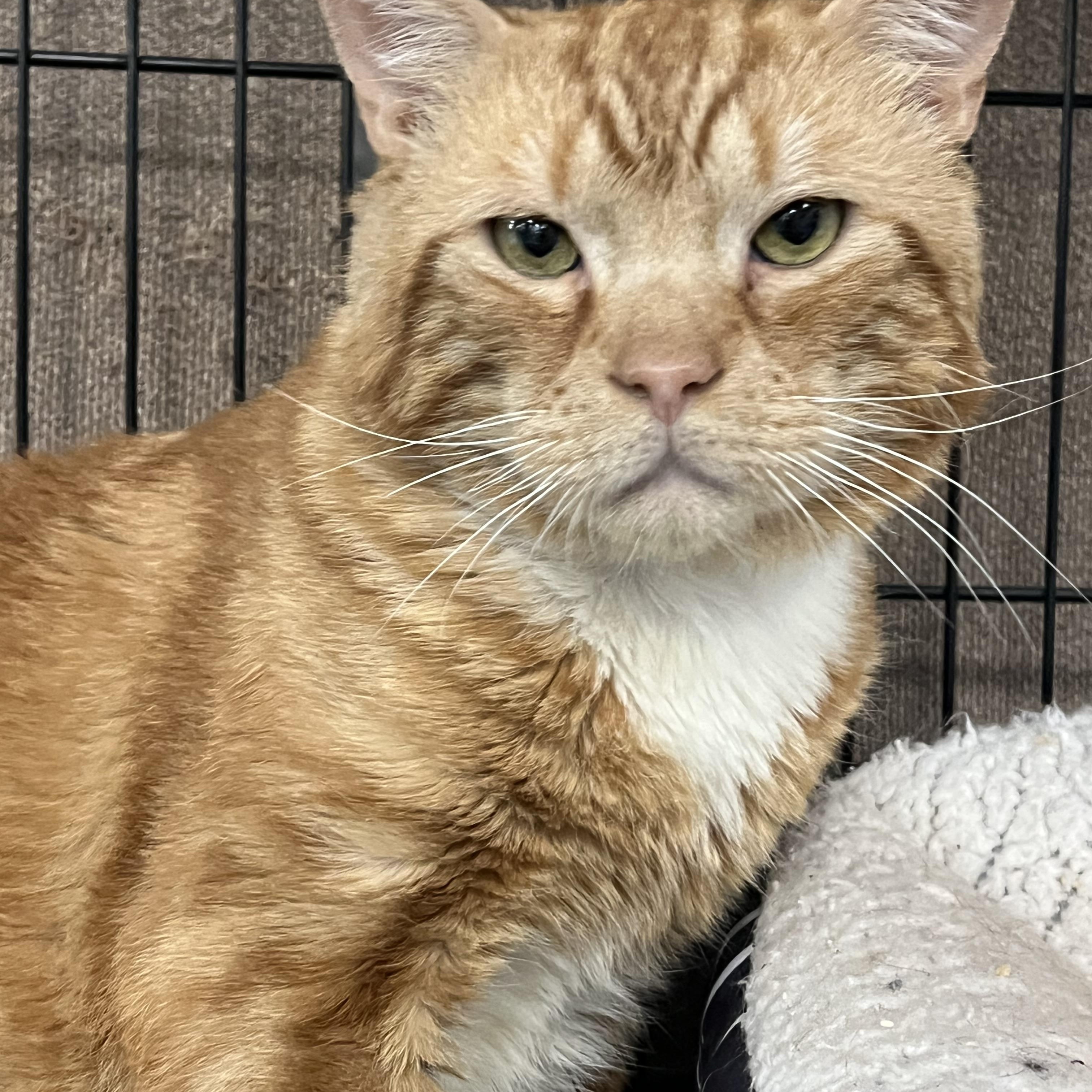 Samuel, an adopted Domestic Short Hair in Johnston, RI image 3/6