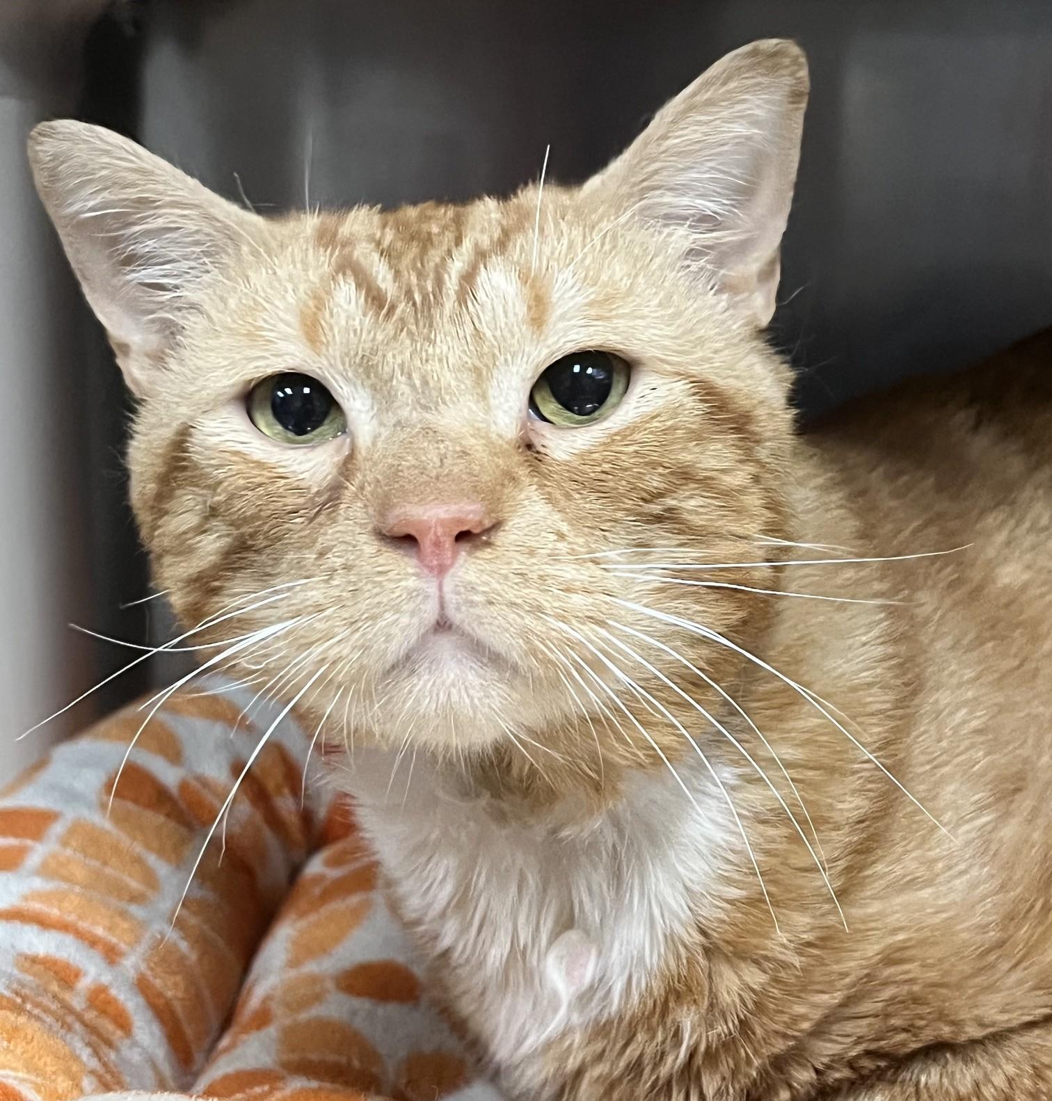 Samuel, an adopted Domestic Short Hair in Johnston, RI image 2/6