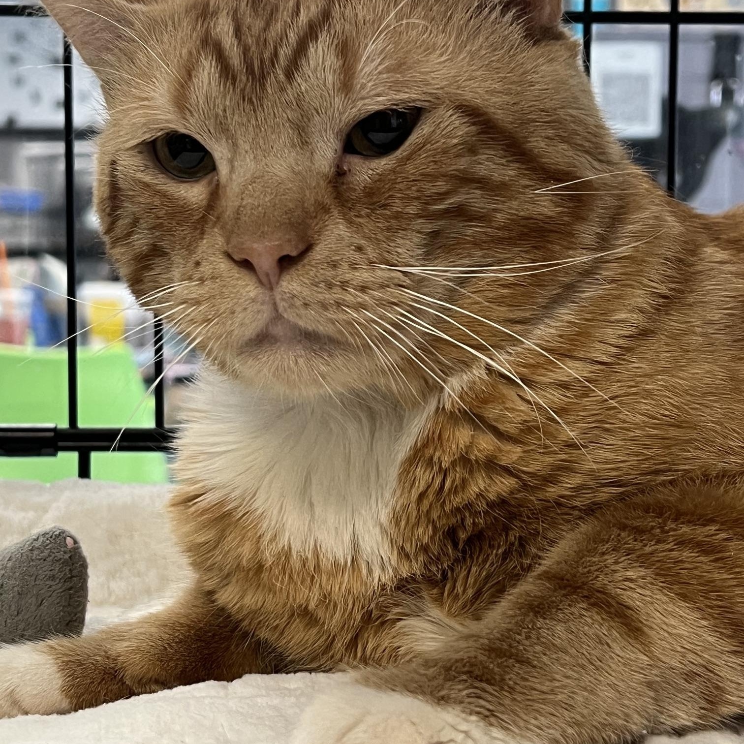 Samuel, an adopted Domestic Short Hair in Johnston, RI image 6/6