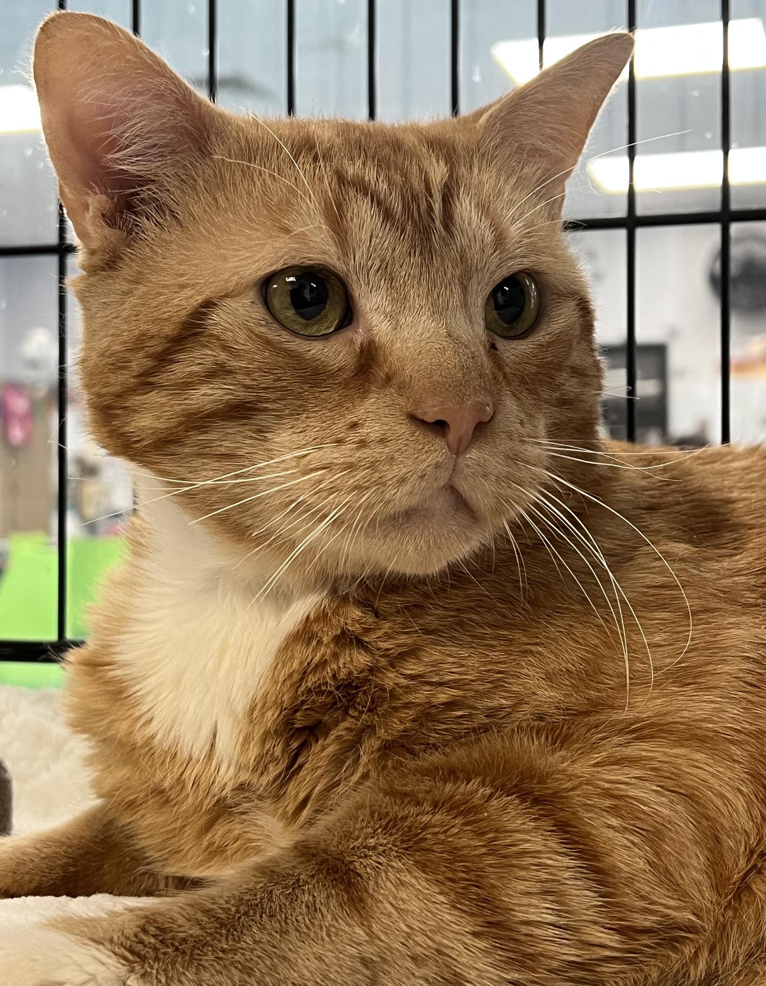 Samuel, an adopted Domestic Short Hair in Johnston, RI image 4/6