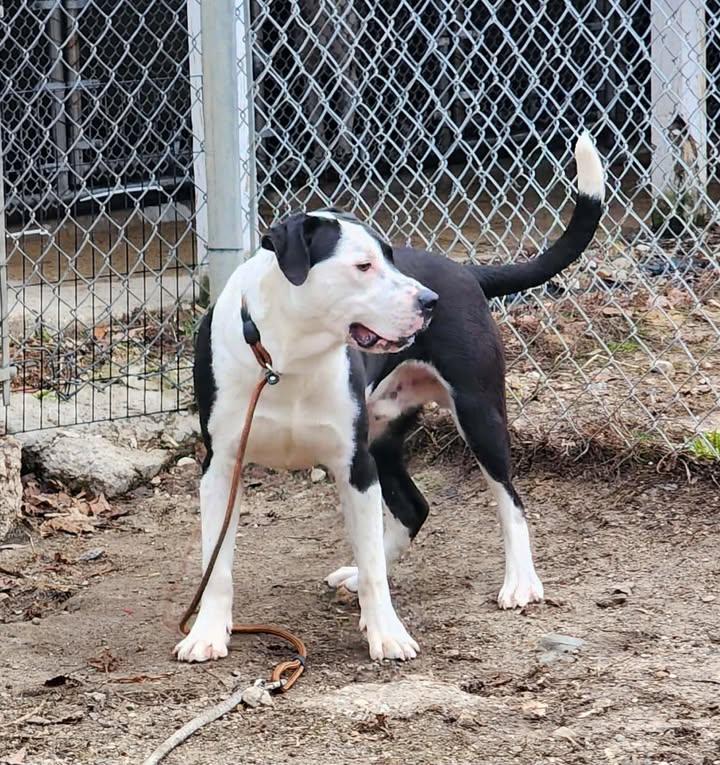 Enlarge DUDE, a ADOPTABLE mixed breed in Reed City, MI image 4/4