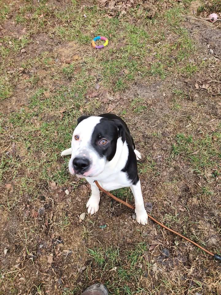 Enlarge DUDE, a ADOPTABLE mixed breed in Reed City, MI image 3/4