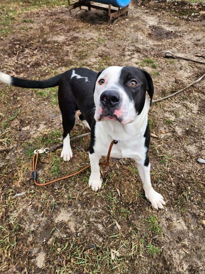 Enlarge DUDE, a ADOPTABLE mixed breed in Reed City, MI image 2/4