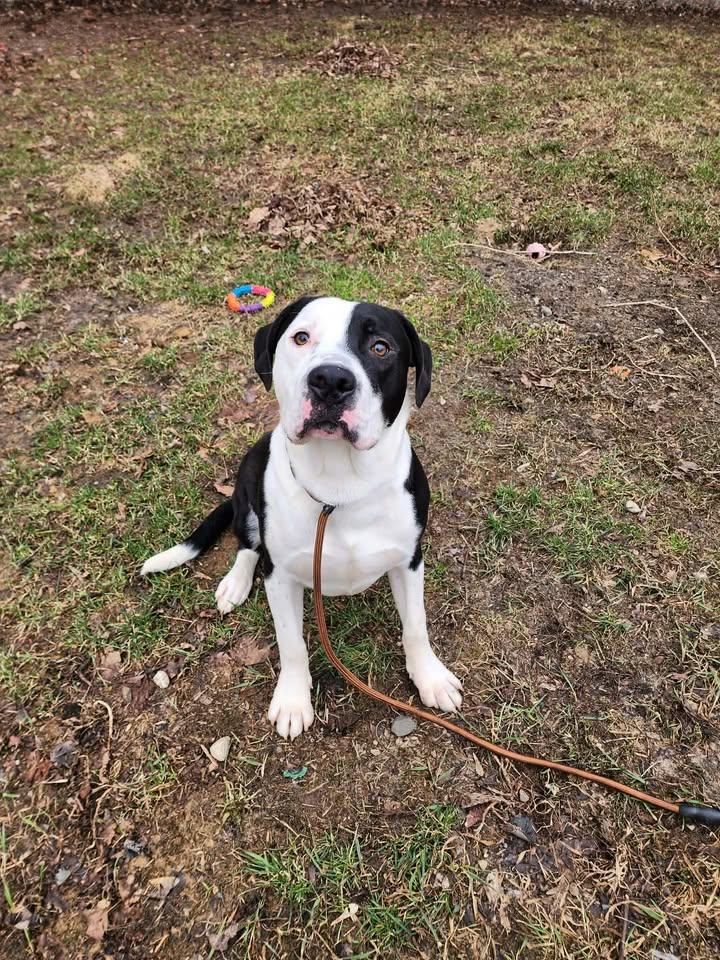 Enlarge DUDE, a ADOPTABLE mixed breed in Reed City, MI image 1/4