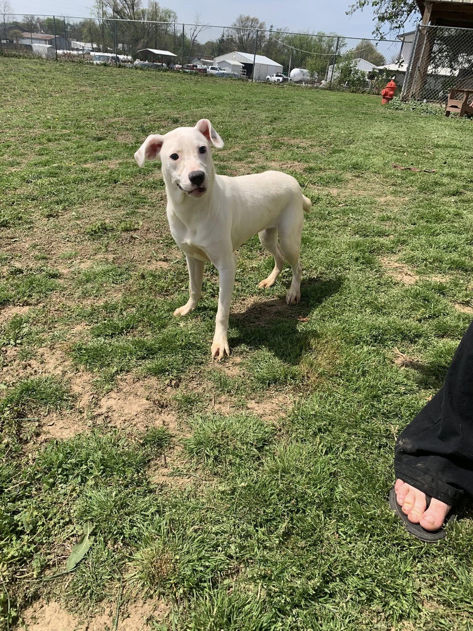 Casper, Adoptable, Young Male Pit Bull Terrier & Labrador Retriever.
