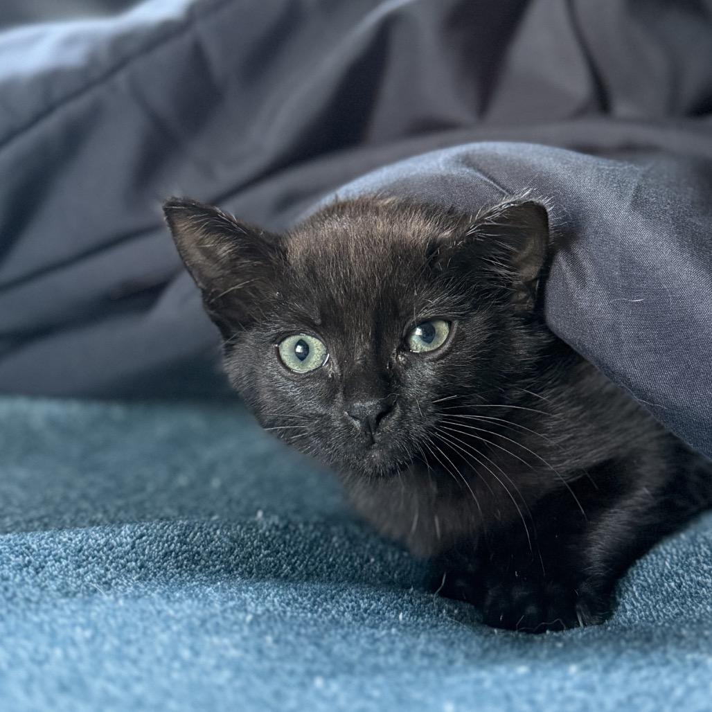 Aspen, Adoptable, Kitten Female Domestic Short Hair.