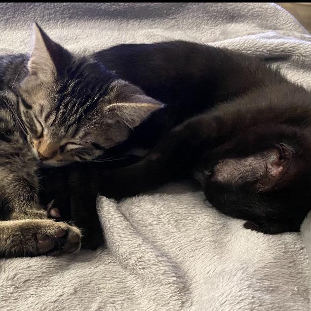 Enlarge Aspen, a Adoptable Domestic Short Hair in Tustin, CA image 2/5