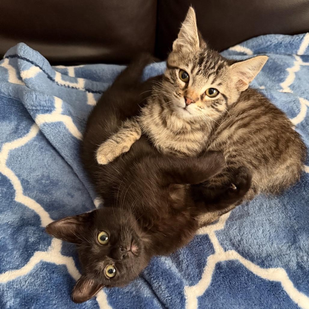 Enlarge Aspen, a Adoptable Domestic Short Hair in Tustin, CA image 3/5