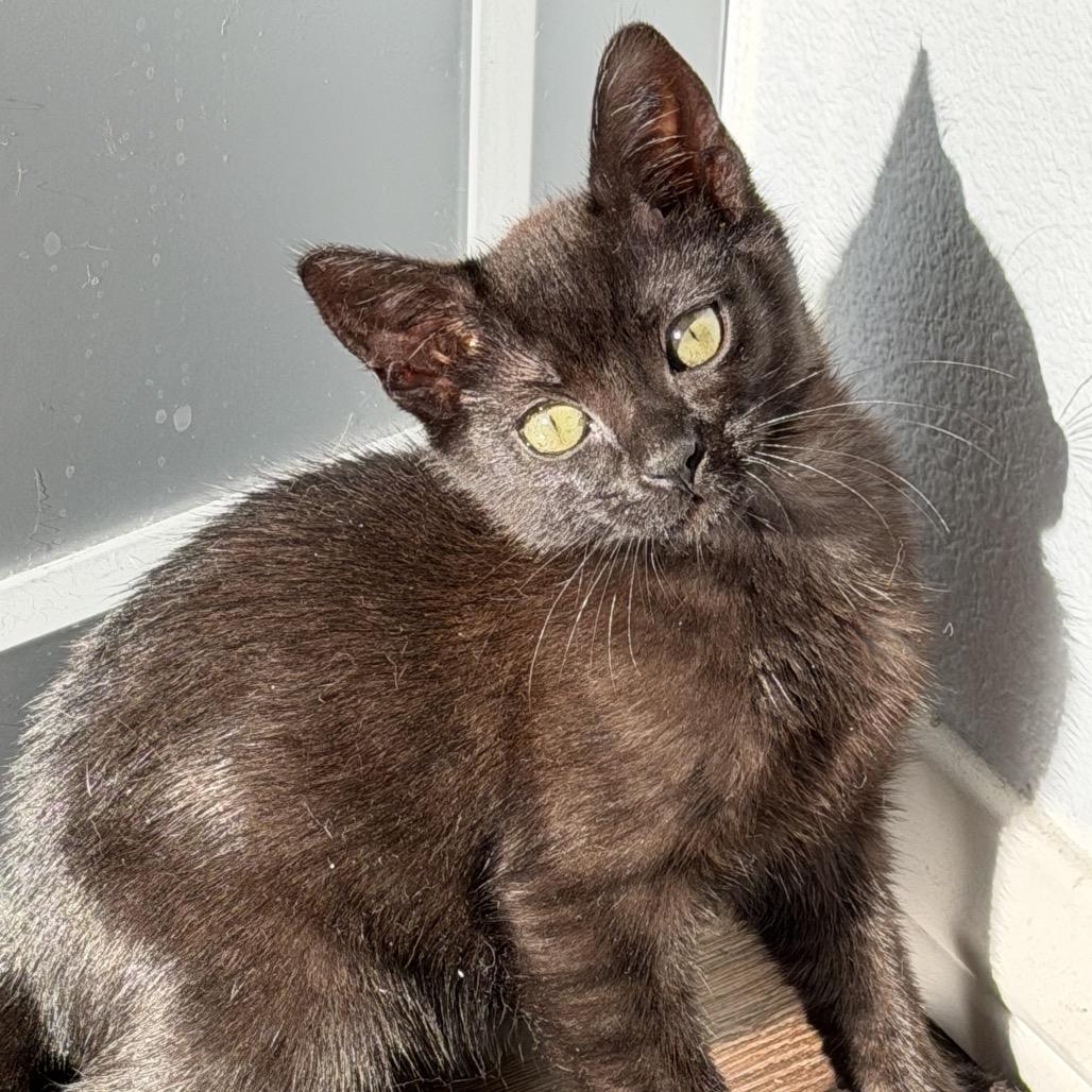 Enlarge Aspen, a Adoptable Domestic Short Hair in Tustin, CA image 4/5