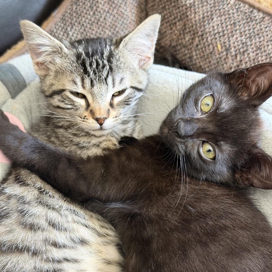 Enlarge Aspen, a Adoptable Domestic Short Hair in Tustin, CA image 5/5