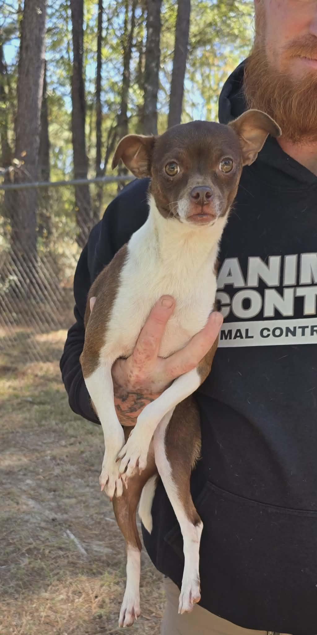 Enlarge Heidi, an adopted Chihuahua in Centerville, GA image 1/1