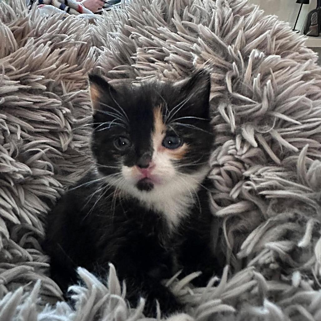 Cali, a Adoptable Domestic Short Hair in Ferndale, WA image 1/3