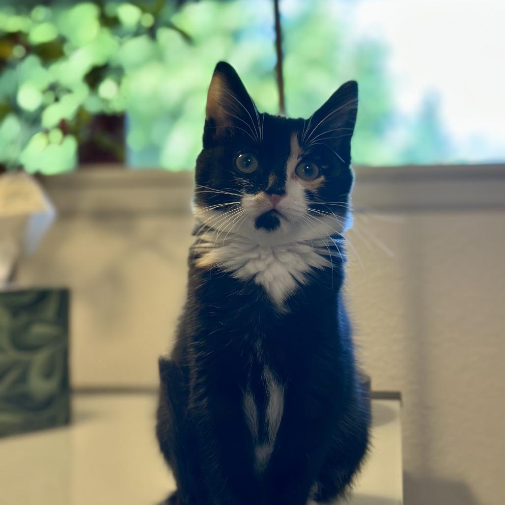 Cali, a Adoptable Domestic Short Hair in Ferndale, WA image 2/3