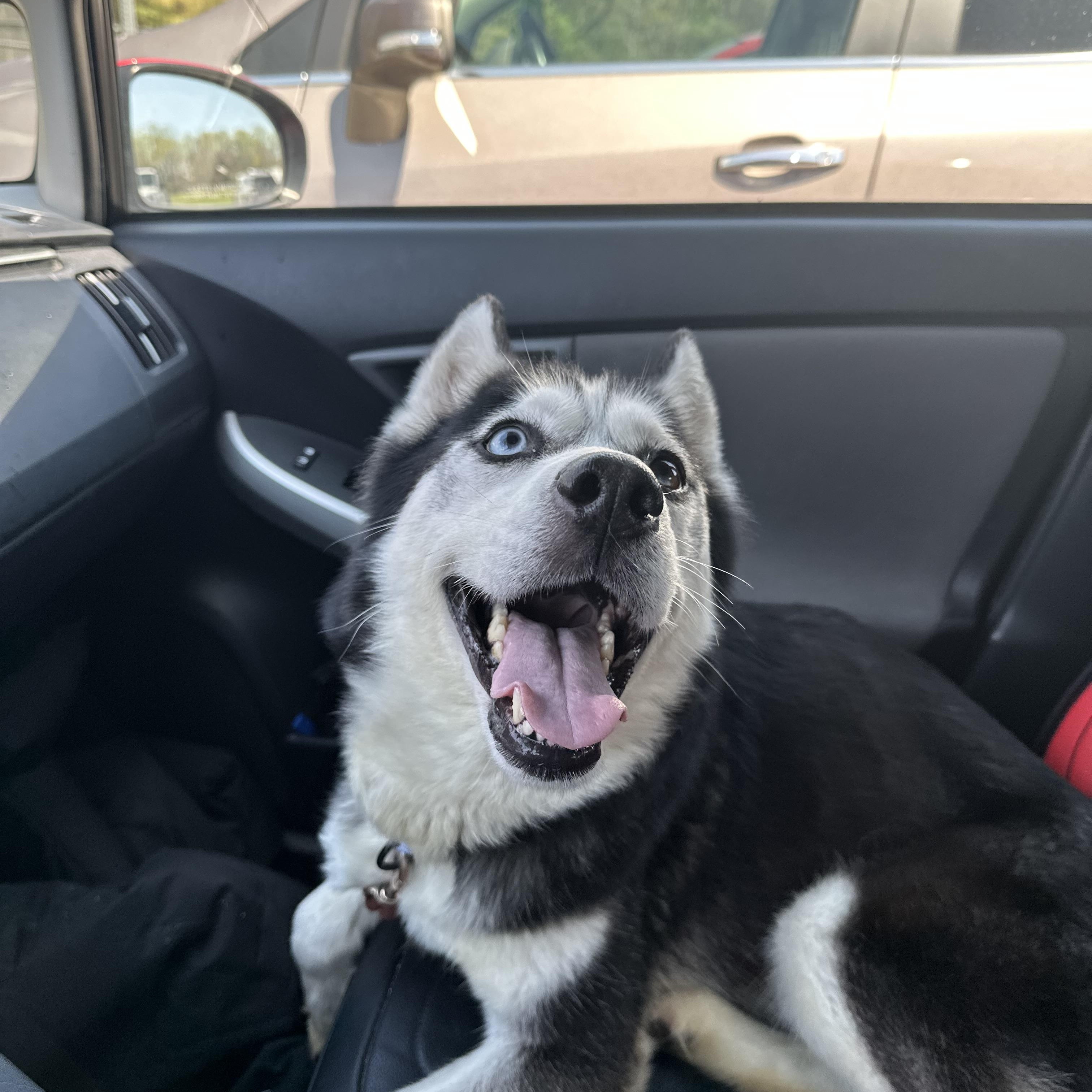 Zephyr (no adoption fee), a Adoptable Siberian Husky in Columbia, MD image 3/5