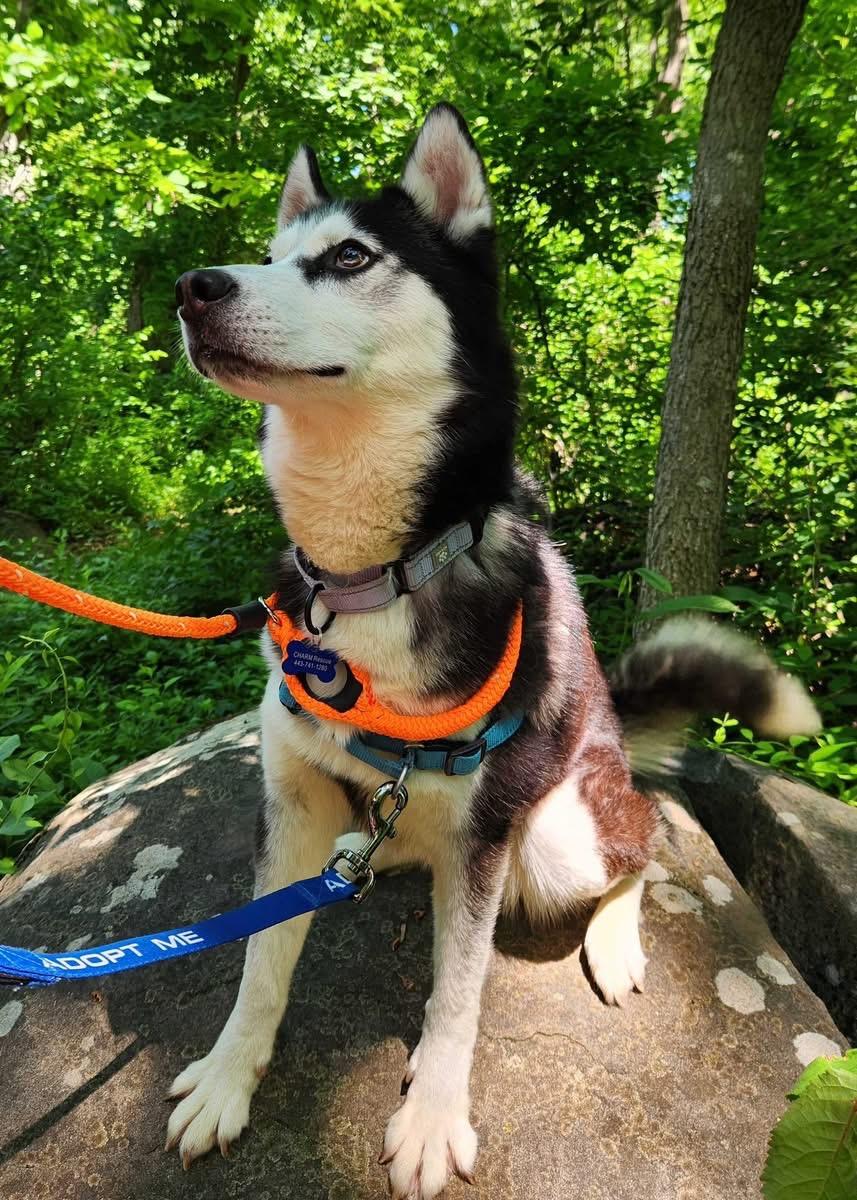 Zephyr (no adoption fee), Adoptable, Adult Female Siberian Husky.