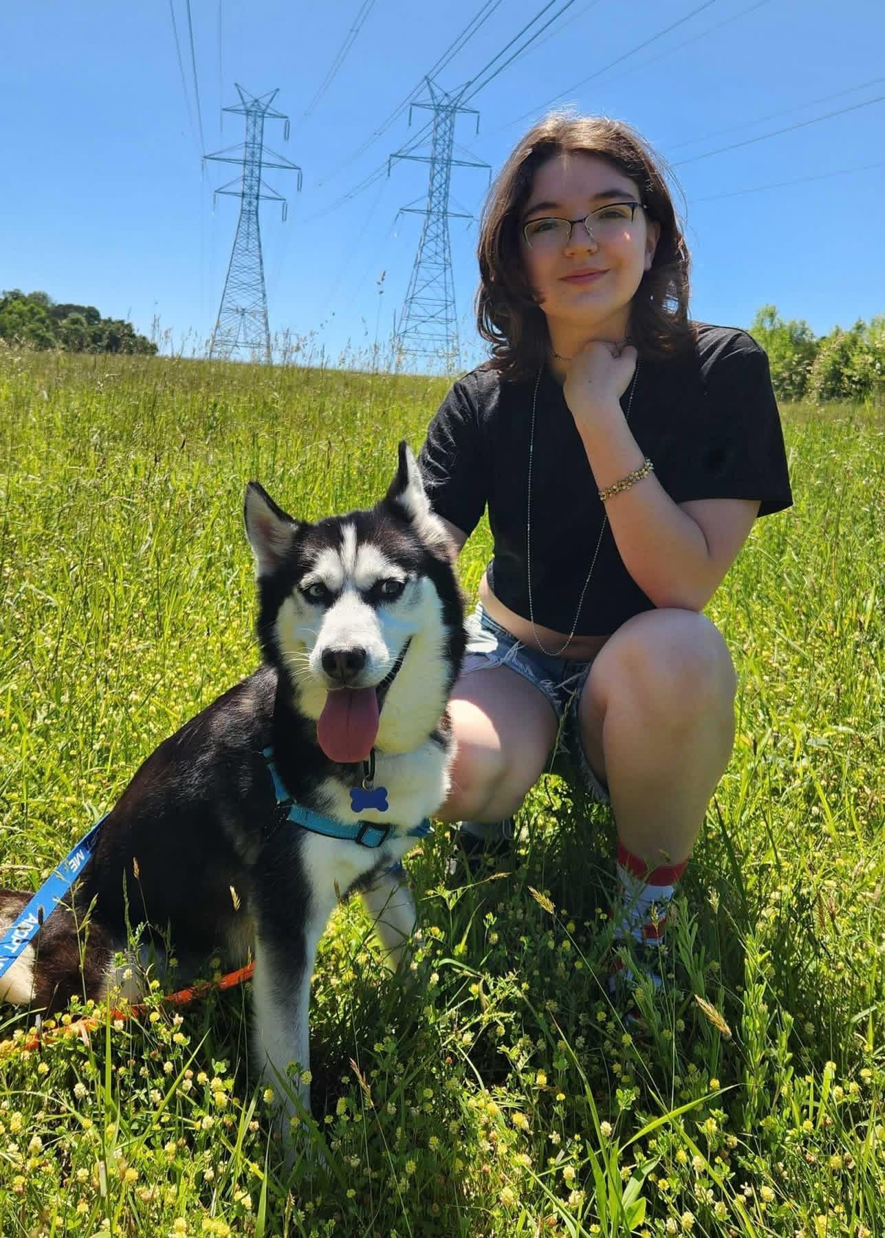 Zephyr (no adoption fee), a Adoptable Siberian Husky in Columbia, MD image 4/5
