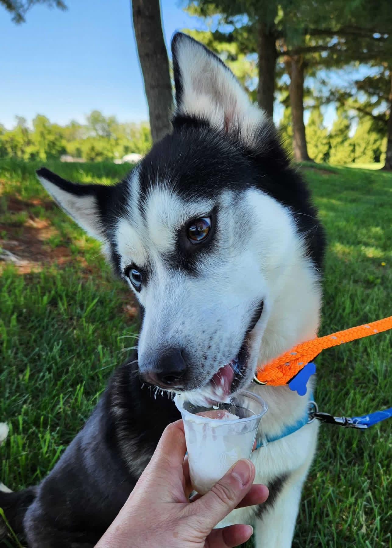 Zephyr (no adoption fee), a Adoptable Siberian Husky in Columbia, MD image 5/5
