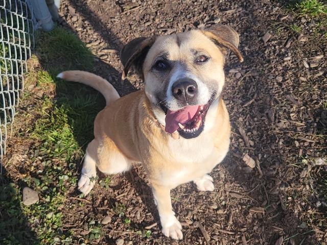 Enlarge PEACH, a Adoptable mixed breed in McKinleyville, CA image 1/1