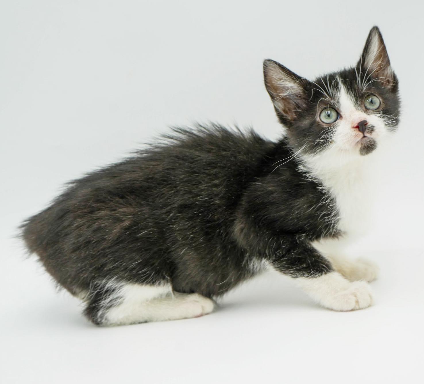 Lori is our exotic lover! BLUE EYES too!